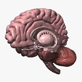 Human Brain